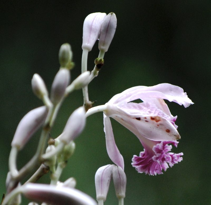 Sobralia roezlii, photographed by desertnaturalist