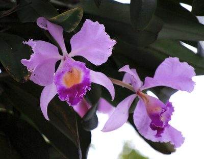 Cattleya trianae, photographed by desertnaturalist