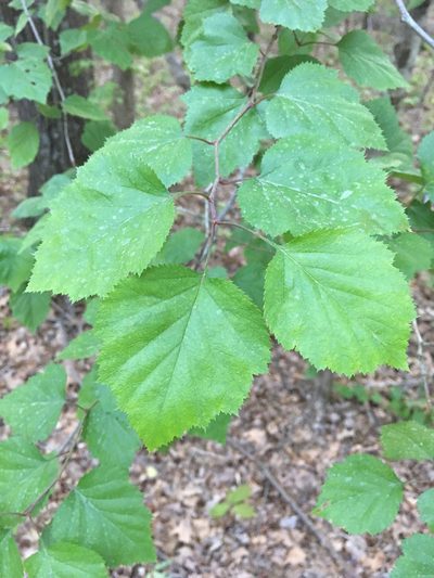 Crataegus pruinosa, photographed by Alan Weakley