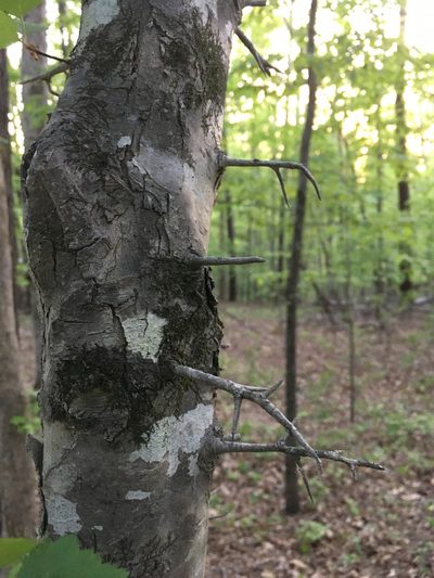 Crataegus pruinosa, photographed by Alan Weakley