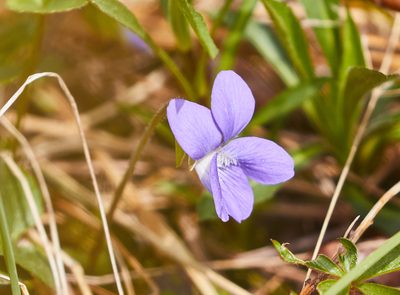 Viola sororia, photographed by David Bird