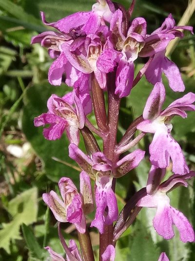 Orchis patens, photographed by Karim Haddad