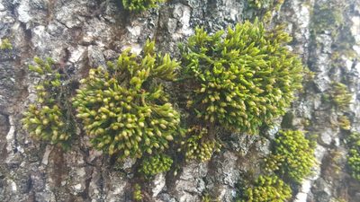 Orthotrichum stellatum, photographed by Steve DeGrace