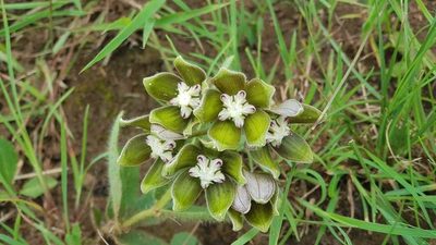 Asclepias cultriformis, photographed by Suvarna Parbhoo Mohan