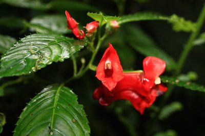 Impatiens buccinalis, photographed by Fábio Olmos