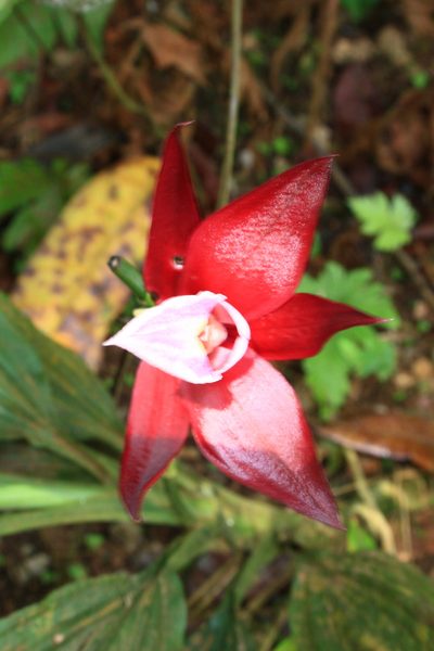 Phaius mannii, photographed by Fábio Olmos