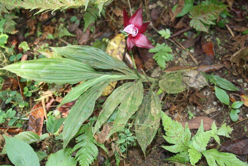 Phaius mannii, photographed by Fábio Olmos