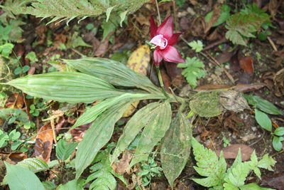 Phaius mannii, photographed by Fábio Olmos