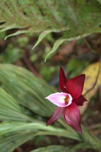 Phaius mannii, photographed by Fábio Olmos
