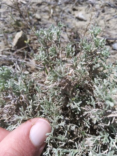 Artemisia pedatifida, photographed by Laura Holloway