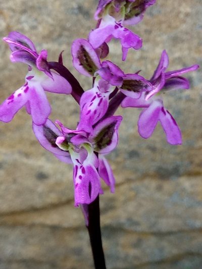 Orchis patens, photographed by Karim Haddad