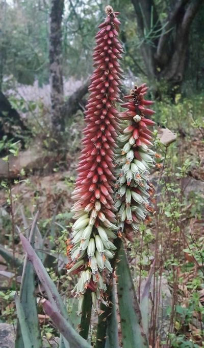 Aloe petricola, photographed by Suvarna Parbhoo Mohan