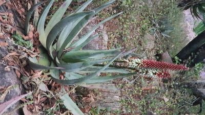 Aloe petricola, photographed by Suvarna Parbhoo Mohan