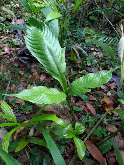 Tectaria fauriei, photographed by Lin Scott