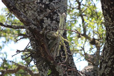 Tillandsia duratii, photographed by demianlescano