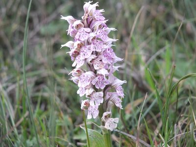 Neotinea lactea, photographed by Aissa Djamel Filali