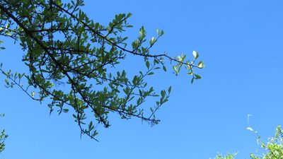 Sideroxylon obtusifolium, photographed by demianlescano
