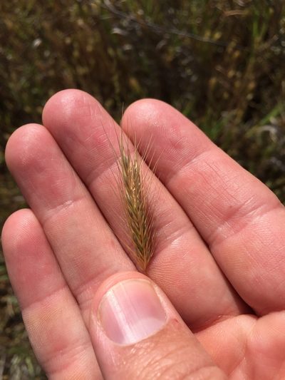 Hordeum depressum, photographed by crothfels