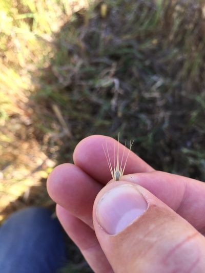Hordeum depressum, photographed by crothfels