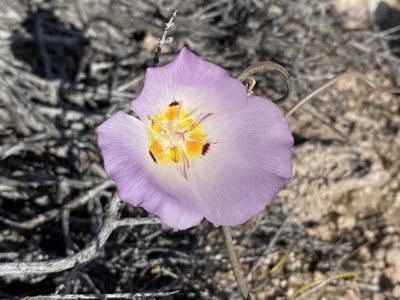 Calochortus flexuosus, photographed by Matt Berger