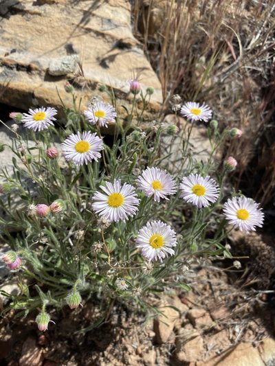 Erigeron concinnus, photographed by Matt Berger