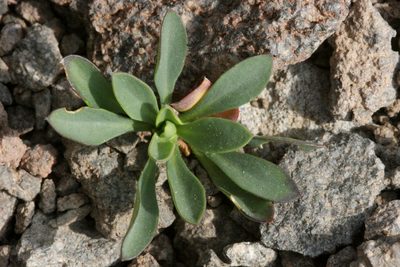 Boechera tiehmii, photographed by Cecelia Alexander