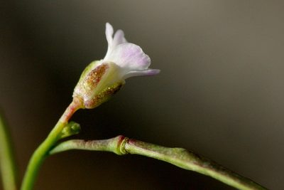 Boechera tiehmii, photographed by Cecelia Alexander