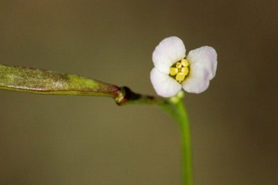Boechera tiehmii, photographed by Cecelia Alexander