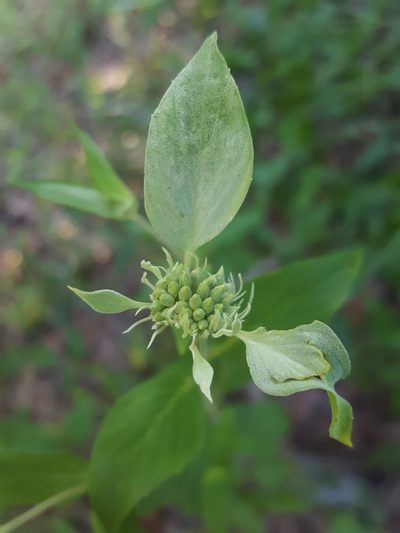 Pycnanthemum floridanum, photographed by Alex Abair
