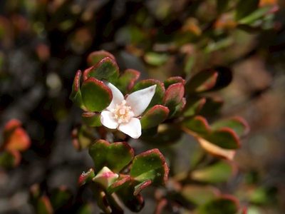 Boronia algida, photographed by coenobita