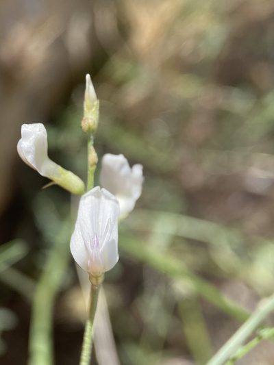 Astragalus remotus, photographed by Matt Berger