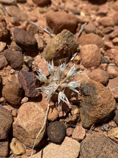 Allium nevadense, photographed by Matt Berger