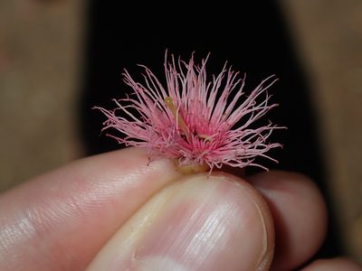 Eucalyptus sideroxylon, photographed by Thomas Mesaglio