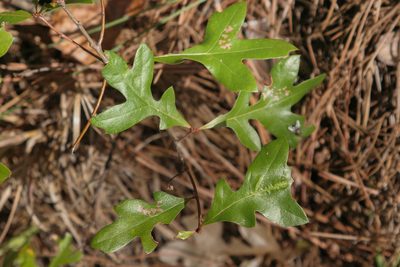 Quercus georgiana, photographed by Kristof Zyskowski