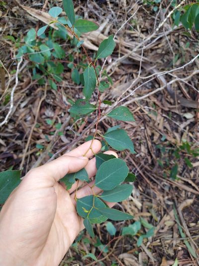 Eucalyptus bosistoana, photographed by Paul Bell-Butler