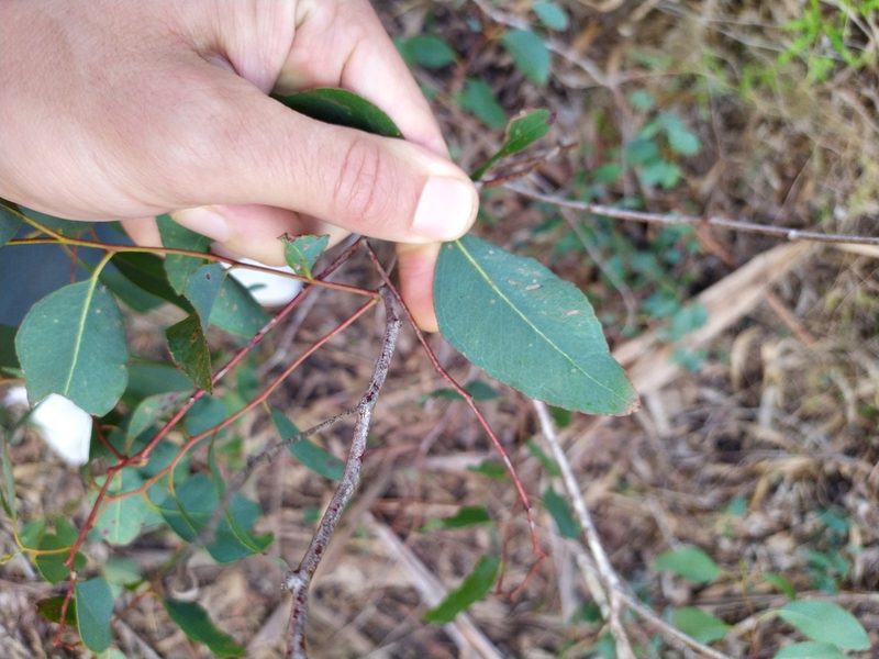 Eucalyptus bosistoana, photographed by Paul Bell-Butler