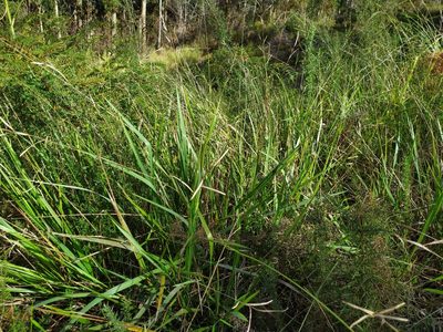 Paspalum orbiculare, photographed by Paul Bell-Butler