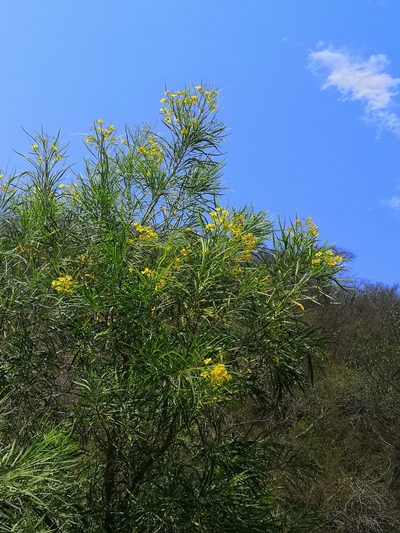 Astianthus viminalis, photographed by adel-fridus