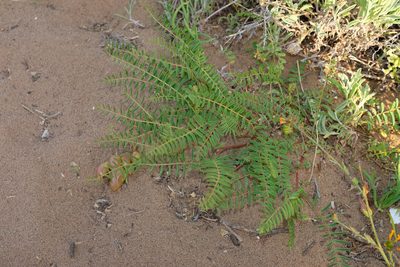 Astragalus pomonensis, photographed by paulexcoff