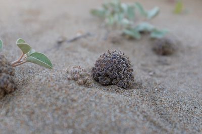 Pholisma arenarium, photographed by paulexcoff