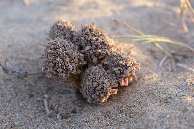 Pholisma arenarium, photographed by paulexcoff
