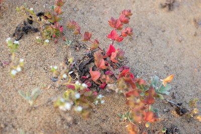 Mucronea californica, photographed by paulexcoff