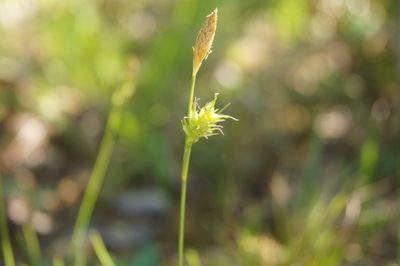 Carex michelii, photographed by Gabriel Mayrhofer