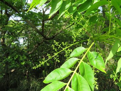 Toxicodendron succedaneum, photographed by Marco Mussita