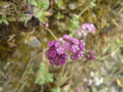 Cyathocline purpurea, photographed by Siddarth Machado
