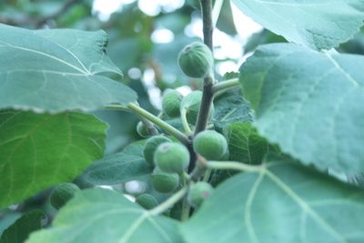 Ficus palmata, photographed by Siddarth Machado