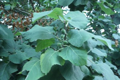 Ficus palmata, photographed by Siddarth Machado