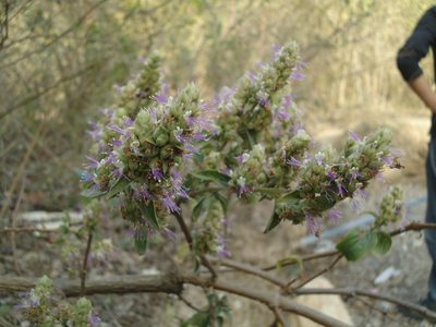 Pogostemon benghalensis, photographed by Siddarth Machado