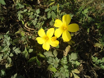 Reinwardtia indica, photographed by Siddarth Machado