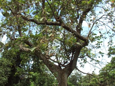 Terminalia bellirica, photographed by Siddarth Machado